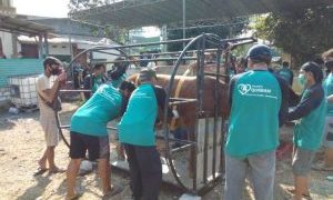 Masjid At-Taqwa Kedanyang Ciptakan Bilik Perebah Sapi, Hasilnya Efektif dan Percepat Penyembelihan Hewan Kurban