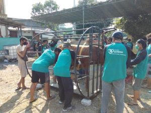Masjid At-Taqwa Kedanyang Ciptakan Bilik Perebah Sapi, Hasilnya Efektif dan Percepat Penyembelihan Hewan Kurban