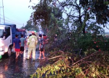 Lagi, Angin Kencang Serang Bojonegoro, Belasan Pohon Tumbang, SPBU Balen Rusak