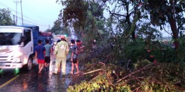 Lagi, Angin Kencang Serang Bojonegoro, Belasan Pohon Tumbang, SPBU Balen Rusak