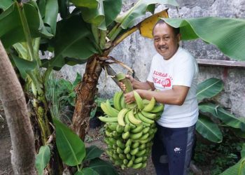 Armuji bercocok tanam