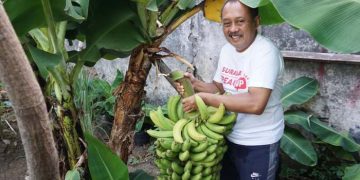 Armuji bercocok tanam