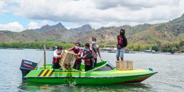 Pelepasan bibit lobster