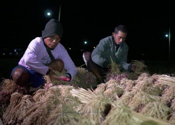 Salah satu petani bawang di desa Curahsawo yang terletak di Kraksaan, Kabupaten Probolinggo
