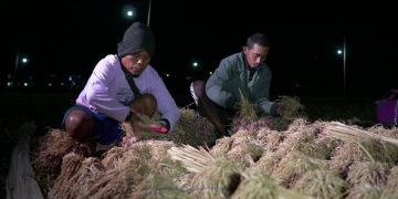 Salah satu petani bawang di desa Curahsawo yang terletak di Kraksaan, Kabupaten Probolinggo