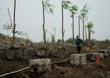 DKRTH kebut penanaman pohon jalur hijau untuk menutupi kawasan TPA Benowo