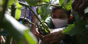 Anak-anak belajar berkebun di hutan kota dan mini Agro Wisata Surabaya.