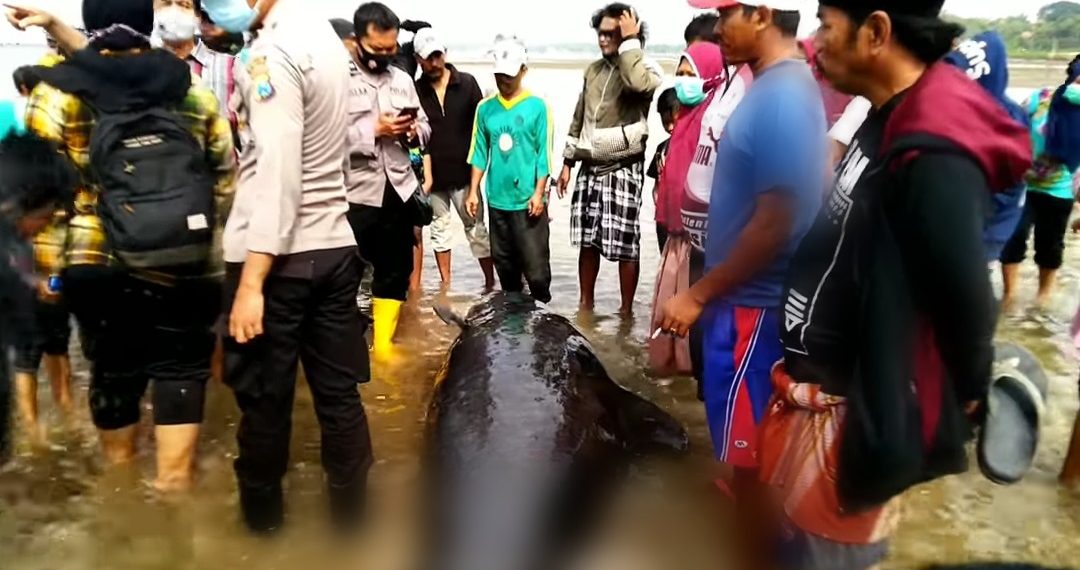 Peneliti Unair Ungkap Penyebab Matinya Puluhan Paus di Bangkalan