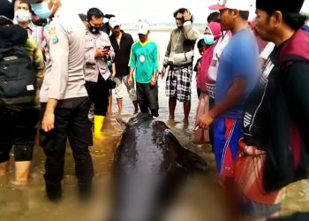 Peneliti Unair Ungkap Penyebab Matinya Puluhan Paus di Bangkalan