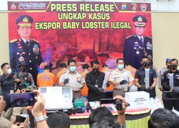 Satreskrim Polresta Sidoarjo Gagalkan 33 Ribu Baby Lobster Ilegal di Bandara Juanda