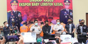 Satreskrim Polresta Sidoarjo Gagalkan 33 Ribu Baby Lobster Ilegal di Bandara Juanda