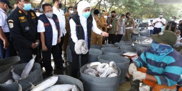 Gubernur Khofifah tinjau bongkar muat ikan di Pelabuhan Perikanan Pantai di Probolinggo