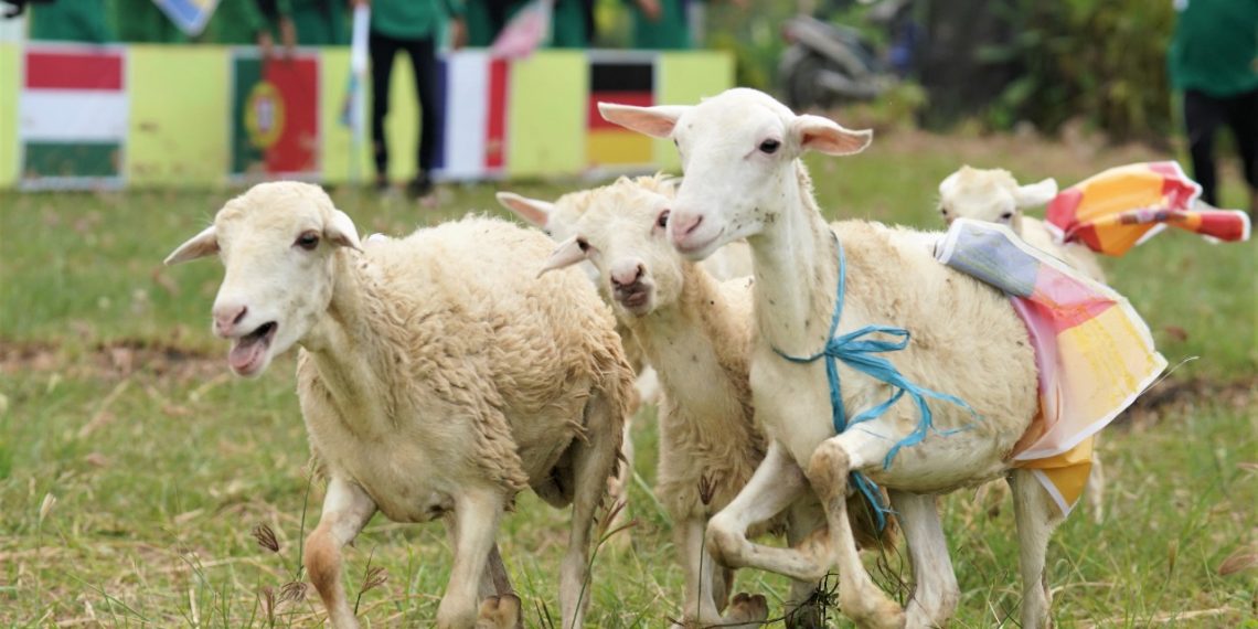 Di SMKM 5 Gresik, Kebugaran Kambing Diuji Lewat ‘Mbek Cup’