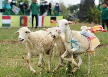 Di SMKM 5 Gresik, Kebugaran Kambing Diuji Lewat ‘Mbek Cup’