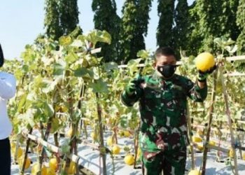 Petro Kembangkan Demplot Dambaan, Produktivitas Panen Meningkat 35 Persen