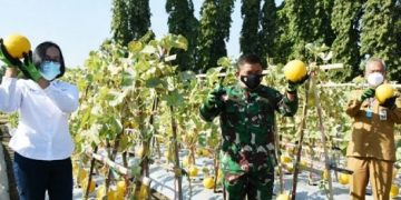 Petro Kembangkan Demplot Dambaan, Produktivitas Panen Meningkat 35 Persen