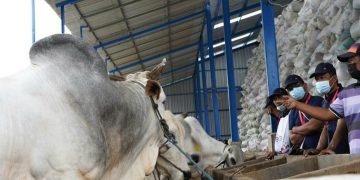Tingkatkan Produktivitas, SIG Berikan Pelatihan UMKM Sektor Peternakan