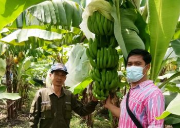Petani Padi Desa Bakalan Wringinpitu Beralih Tanam Pisang Cavendish
