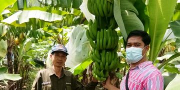 Petani Padi Desa Bakalan Wringinpitu Beralih Tanam Pisang Cavendish