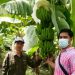 Petani Padi Desa Bakalan Wringinpitu Beralih Tanam Pisang Cavendish