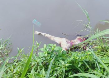 Mayat Lansia Ditemukan Mengapung di Sungai Bomo Blimbingsari