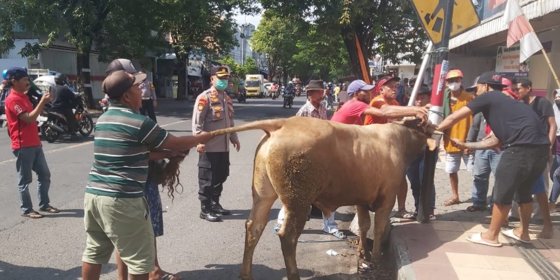 Raya Rogojampi Dihebohkan Sapi Limousin yang Lepas Kendali hingga Seruduk Pengendara Motor