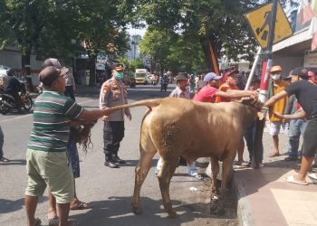 Raya Rogojampi Dihebohkan Sapi Limousin yang Lepas Kendali hingga Seruduk Pengendara Motor