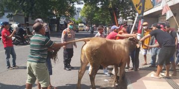 Raya Rogojampi Dihebohkan Sapi Limousin yang Lepas Kendali hingga Seruduk Pengendara Motor