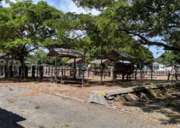 Pasar Sapi di Panceng Tutup Sementara, Dampak Penyakit Kuku dan Mulut