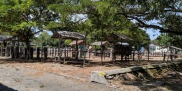 Pasar Sapi di Panceng Tutup Sementara, Dampak Penyakit Kuku dan Mulut