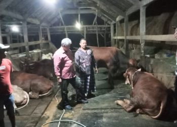 Berawal dari Gresik, Ribuan Sapi di Jatim Terjangkit Penyakit Mulut dan Kuku