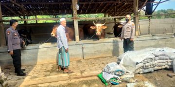 Antisipasi PMK, Polres Pamekasan Monitoring ke Peternak Sapi dan RPH