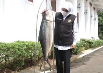 Beginilah Penampakan Bandeng Jumbo Milik Khofifah untuk Lomba Masak di Grahadi