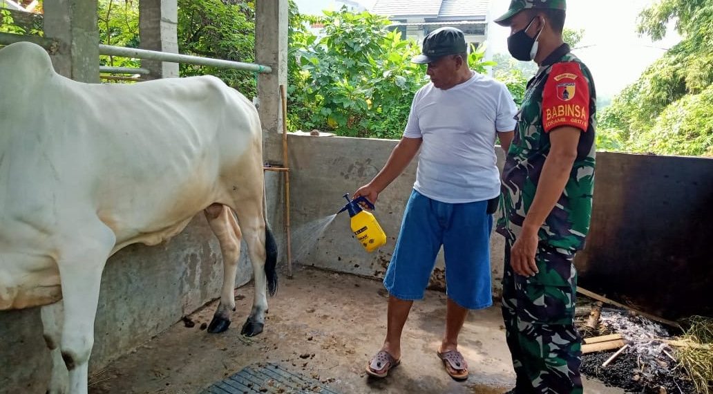 Antisipasi Penyebaran PMK, Kodim 0817/Gresik Kerahkan Babinsa