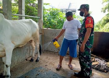Antisipasi Penyebaran PMK, Kodim 0817/Gresik Kerahkan Babinsa