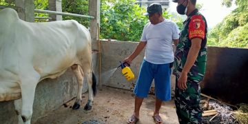 Antisipasi Penyebaran PMK, Kodim 0817/Gresik Kerahkan Babinsa