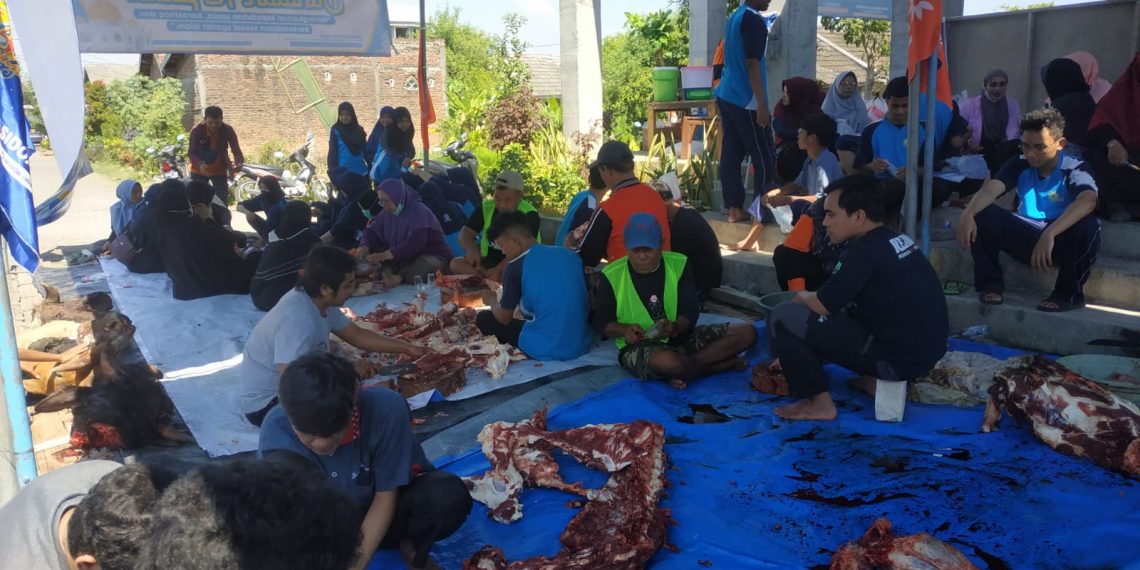 SMAMDA Sembelih 9 Ekor Sapi Bersertifkat Sehat Dari Dinas Peternakan