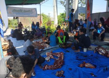 SMAMDA Sembelih 9 Ekor Sapi Bersertifkat Sehat Dari Dinas Peternakan