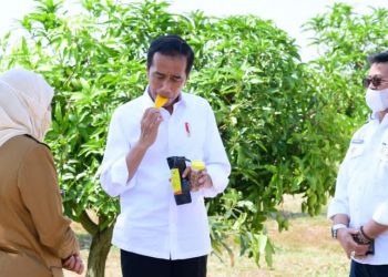 Food Estate Jadi Spirit Gresik Kembangkan Sentra Mangga Unggulan