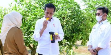 Food Estate Jadi Spirit Gresik Kembangkan Sentra Mangga Unggulan