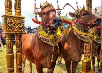Kontes Sapi Sonok Jadi Penarik Minat Wisatawan ke Madura
