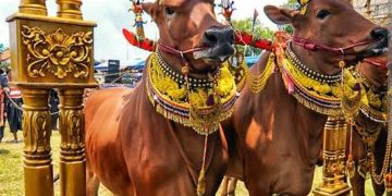 Kontes Sapi Sonok Jadi Penarik Minat Wisatawan ke Madura