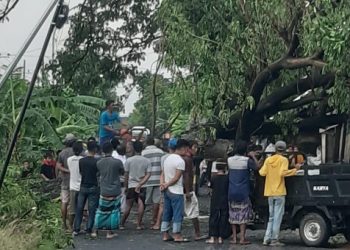 Lagi, Puting Beliung Terjang Gresik, Kali Ini Tumbangkan Pohon dan Tiang Listrik, Lalin Macet