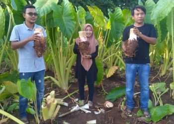 Si ‘Raja Talas’ Desa Wotan, Panceng Kini Berkembang Jadi Jajanan Kekinian: Lumpia, Donat, Keripik dan Es Krim