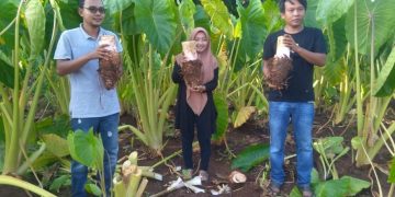 Si ‘Raja Talas’ Desa Wotan, Panceng Kini Berkembang Jadi Jajanan Kekinian: Lumpia, Donat, Keripik dan Es Krim