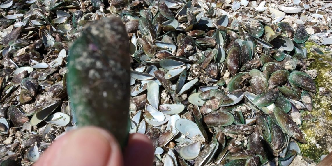 Cangkang Kerang Hijau Menumpuk Jadi Sampah di Campurejo, Gresik