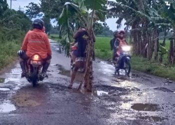 Protes Jalan Rusak, Warga Mejayan, Madiun Tanam Pisang di Tengah Jalan