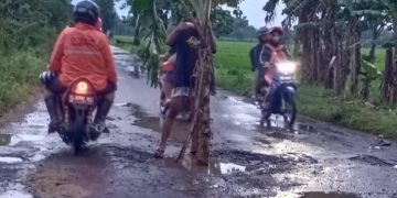 Protes Jalan Rusak, Warga Mejayan, Madiun Tanam Pisang di Tengah Jalan