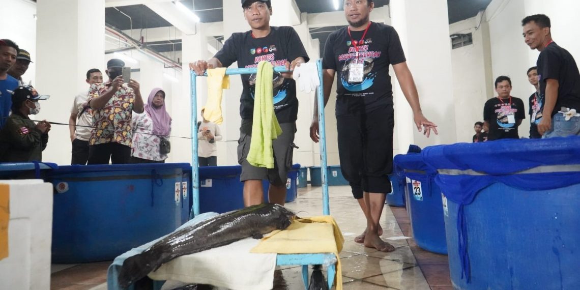 Pertama di Indonesia, Bupati Kediri Gelar Kontes ‘Gede-gedean Lele’