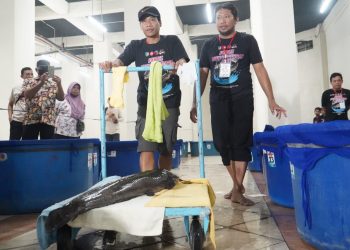 Pertama di Indonesia, Bupati Kediri Gelar Kontes ‘Gede-gedean Lele’